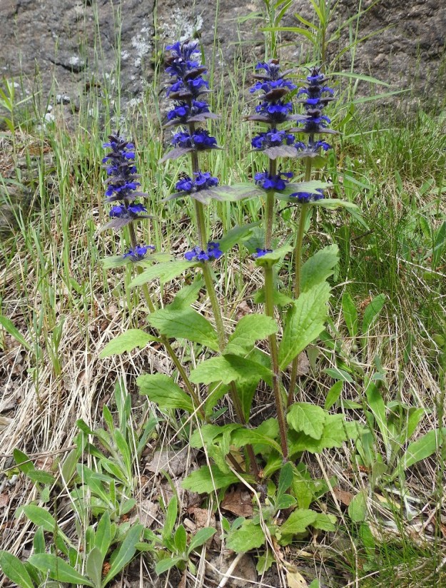Ajuga genevensis - hammasakankaali on monivuotinen, pysty ja tavallisesti noin 10-40 cm korkea. Sen yksilöt ovat yksi- tai monivartisia. 30.5.2023. Copyright Hannu Kämäräinen.