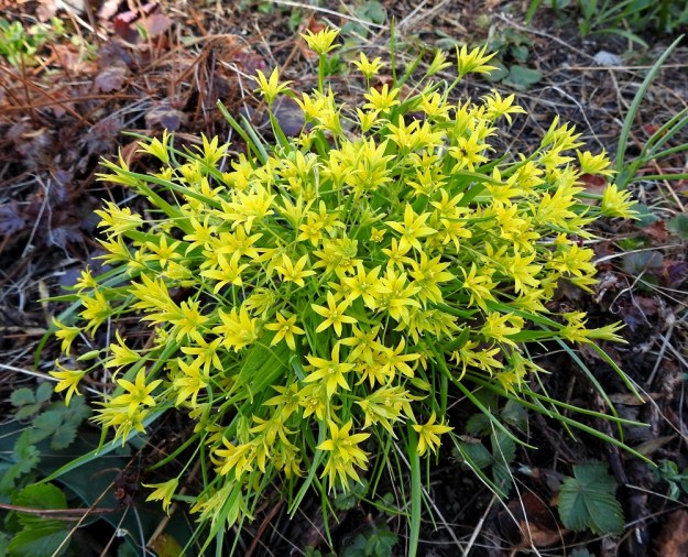 Gagea minima - pikkukäenrieska leviää kasvullisesti tehokkaasti sivusipuleistaan, jotka kehittyvät kerrannaisesti pääsipulin kylkeen. Kuvan käenrieska saapui kasvupaikalleen, kukkapenkin laitaan joko maan tai istutettavien taimien mukana. Aluksi oli vain yksi kukkavarsi. Noin kymmenessä vuodessa on syntynyt jo tiheä kasvustotupas. EH, Hämeenlinna, Loimalahti, Hirsimäki, omakotialue, 12.5.2021. Copyright Hannu Kämäräinen.