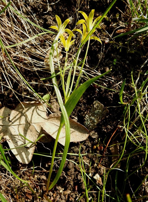 Gagea minima - pikkukäenrieskan maanpäällinen osa lehtineen on tavallisesti noin 7-15 cm korkea. Varsi on hento, haaraton ja läpimitaltaan vain noin 1-1,2 mm. Sipulista nousee yksi aluslehti, joka on lähes tasasoukka, litteä ja pitkäsuippuisen teräväkärkinen. Se on sipulista alkaen yleensä noin 12-20 cm pitkä ja leveimmältä kohtaa noin 1-3 mm leveä. Kukinnon tyvellä on yksi iso tukilehti, joka on suikea, pitkäsuippuinen ja yleensä noin 3-8 cm pitkä sekä leveimmältä kohtaa noin 4-8 mm leveä. Kukkaperien tyvellä tai tyviosassa on lisäksi useampia huomattavasti pienempiä tukilehtiä. U, Helsinki, Ullanlinna, Tähtitorninmäki, lakialueen puistonurmikon laide, 13.5.2021. Copyright Hannu Kämäräinen.