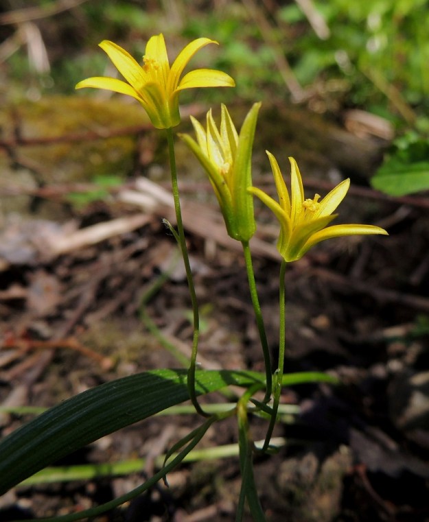 Gagea minima - pikkukäenrieskan kukinto on varren kärjessä oleva, harvahko sarja, joskin kukkaperät aika usein myös haarovat alaosastaan. Kukkia on yhdestä seitsemään. Kukkaperät ovat hennot, vihreät ja tavallisesti noin 15-50 mm pitkät. EH, Hattula, Metsänkylä, Vanajaveden Metsänkylänlahden kynäjalavalehdon laita, luonnonsuojelualue, 17.5.2014. Copyright Hannu Kämäräinen.