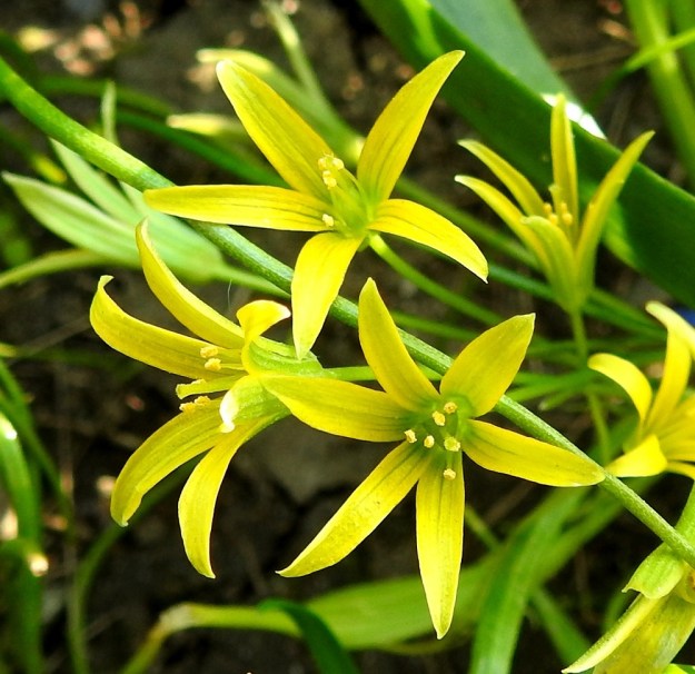 Gagea minima - pikkukäenrieskan kukat ovat useimmiten noin 15-20 mm leveitä. Kehä on säteittäinen eikä se ole erilaistunut teriöksi ja verhiöksi. Sisäpinnaltaan keltaisia kehälehtiä on useimmiten kuusi (kuvassa ylinnä on myös kukka, jossa on vain viisi kehälehteä). Kehälehdet ovat suikeat ja yleensä suippokärkiset sekä tavallisesti noin 10-15 mm pitkät ja leveimmältä kohtaa noin 1-2 mm leveät. U, Helsinki, Ullanlinna, Tähtitorninmäki, lakialueen puistonurmikon laide, 13.5.2021. Copyright Hannu Kämäräinen.