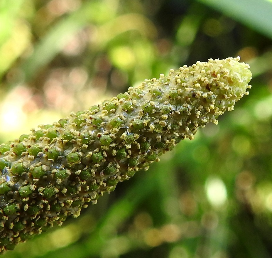 Acorus calamus - rohtokalmojuuren kukan keskellä olevan sikiäimen päässä on kilpimäinen luotti. Pyöreäponsisia heteitä on kuusi. 12.7.2023. Copyright Hannu Kämäräinen.
