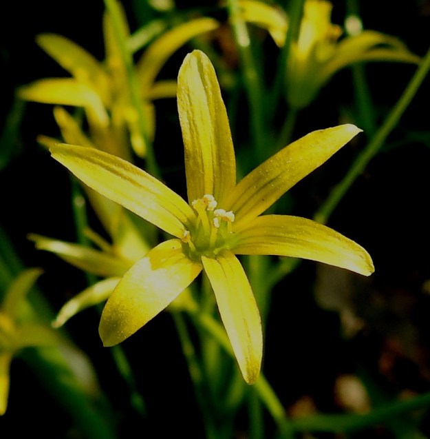 Gagea minima - pikkukäenrieskan kukassa on kuusi keltaista hedettä. Ne ovat noin 6-7 mm pitkät. Sikiäin on kehänpäällinen ja siitä nouseva emi on yleensä noin 5 mm pitkä. U, Helsinki, Ullanlinna, Tähtitorninmäki, lakialueen puistonurmikon laide, 13.5.2021. Copyright Hannu Kämäräinen.