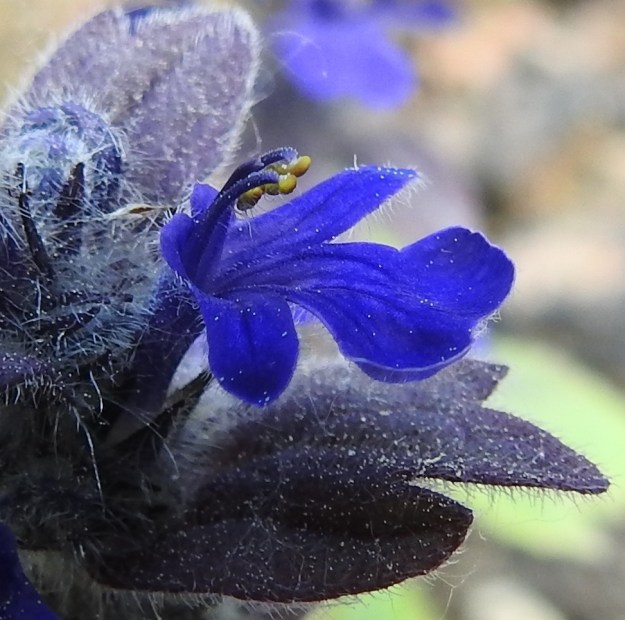 Ajuga genevensis - hammasakankaalin teriön torven yläosaan kiinnittyneitä, siniponsisia heteitä on neljä, joista kaksi on pitempää ja kaksi lyhyempää. Sinivartaloinen emi on kaksiluottinen (näkyy kuvassa pitempien heteiden välissä vähän lyhyempänä). Toisin kuin rönsyakankaalilla, A. reptans, heteet ja emi yltävät huomattavasti teriön ylähuulta korkeammalle. 30.5.2023. Copyright Hannu Kämäräinen.