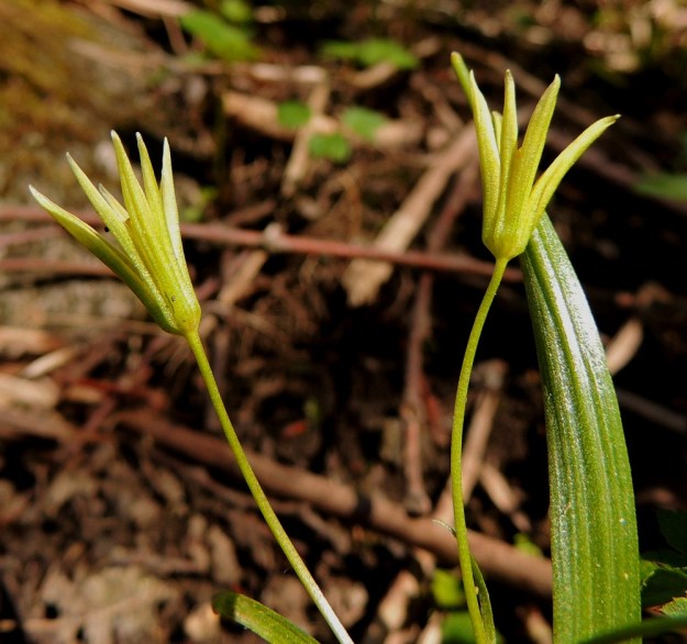 Gagea minima - pikkukäenrieskan kehälehdet menevät yöksi suppuun. Ne ovat ulkopinnaltaan kellanvihreät tai vihertävät. EH, Hattula, Metsänkylä, Vanajaveden Metsänkylänlahden kynäjalavalehdon laita, luonnonsuojelualue, 17.5.2014. Copyright Hannu Kämäräinen.