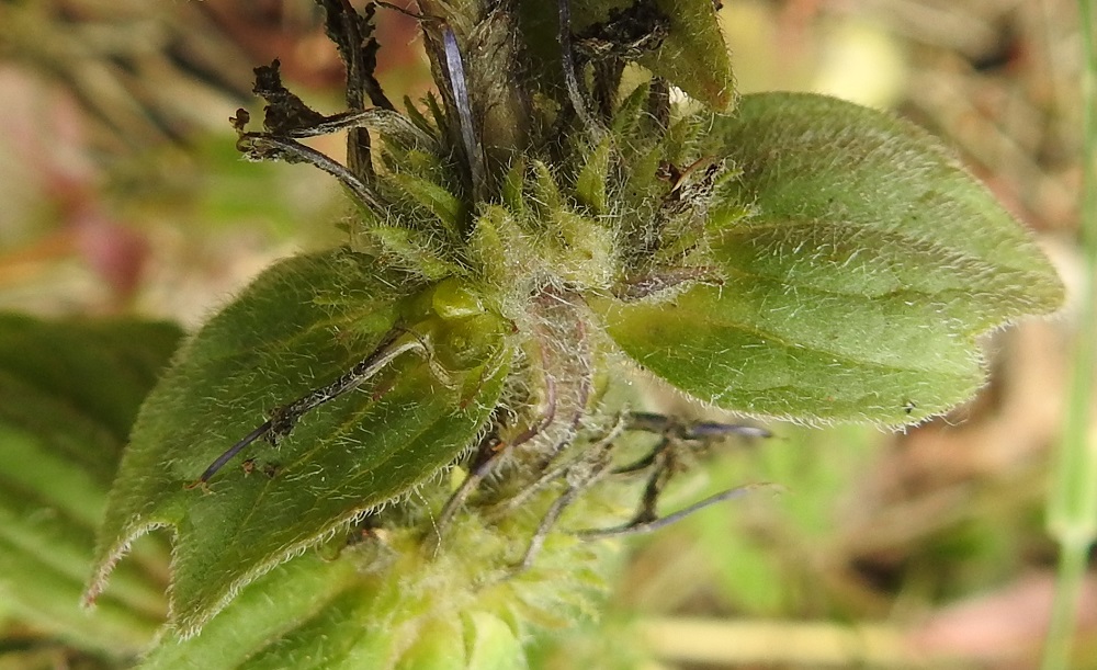 Ajuga genevensis - hammasakankaalin lohkohedelmän hedelmykset ovat soikeita ja noin 3-4 mm pitkiä. Kuvassa niiden väliin on jäänyt kuihtunut teriö ja kaksiluottinen emi. 6.7.2023. Copyright Hannu Kämäräinen.
