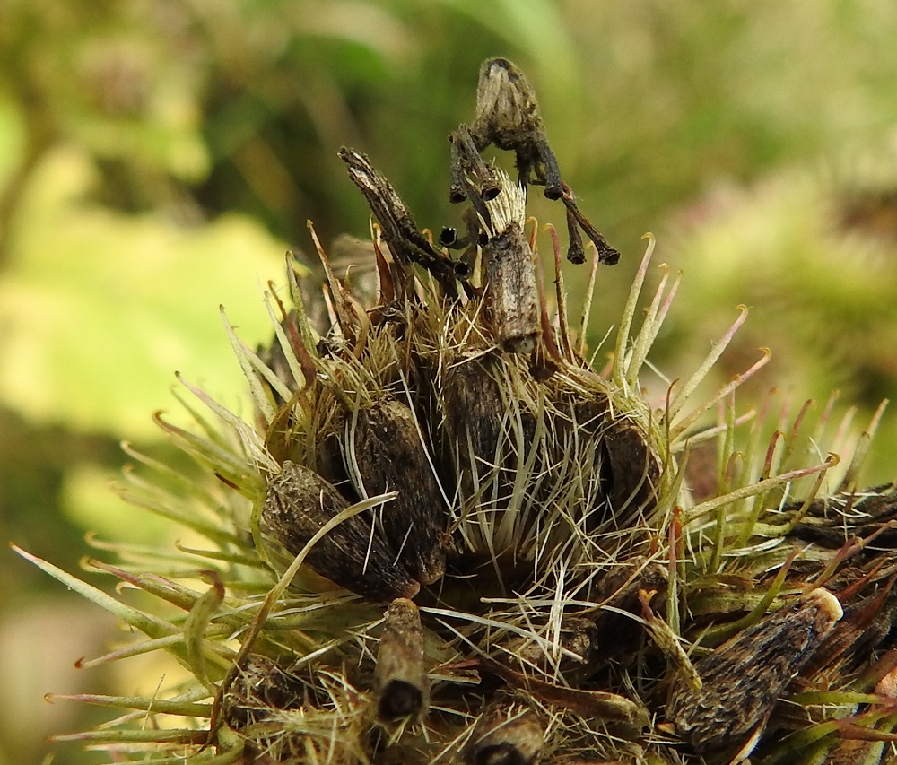 Arctium minus - pikkutakiaisen pähkylä on kapean soikeahko, ruskean ja mustan kirjava sekä tavallisesti noin 5-7 mm pitkä. Sen kärjessä säilyy jonkin aikaa löyhästi kiinnittynyt, kellertävä ja sukaskarvoista muodostunut pappus. Kuvassa näkyvät hyvin myös kukkien ja myöhemmin pähkylöiden tyvellä olevat vaaleat ja isolta osaltaan pitkittäisesti liuskaiset tukisuomut, jotka ovat noin 5-6 mm pitkät. U, Helsinki, Toukola Kyläsaaren ja Arabianrannan välissä, Kyläsaaren laita-aidan viereinen joutomaakaista, 21.8.2023. Copyright Hannu Kämäräinen.