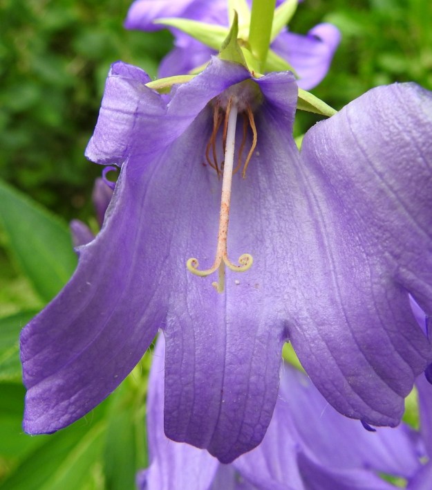 Campanula latifolia - ukonkellon kukassa on viisi hedettä. Ne ovat lähes rihmamaiset ja useimmiten noin 15-20 mm pitkät. Tiheäkarvaisen palhon osuus pituudesta on vain noin 4-5 mm. Pitkä ponsi on keltainen tai kellanruskea. Emi on valkoinen tai kellertävä, yksivartaloinen ja lähes aina kolmiluottinen. Vartalo on tanakka ja tiheästi nystykarvainen. Luotit ovat alaspäin kaartuvat. Vartalo luotteineen on noin 25-40 mm pitkä ja teriötä lyhyempi. EH, Kouvola, Kuusankoski, Voikkaa, Sikomäki, Voikkaantien varressa olevan kallioisen Lapinmäen laide, 6.7.2023. Copyright Hannu Kämäräinen.