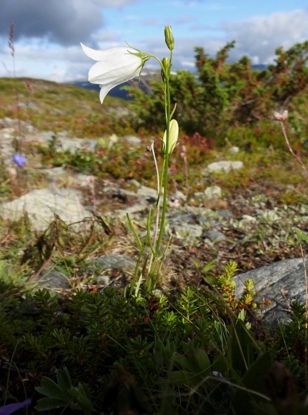 Campanula rotundifolia subsp. groenlandica tunturikissankello voi joskus harvoin olla myös valkokukkainen. EnL, Enontekiö, Kilpisjärvi, Saanan koillispuolinen tunturikangas, Saanajärven polun varsi, purouoman laitarinne, 615 m mpy, 18.7.2023. Copyright Hannu Kämäräinen.