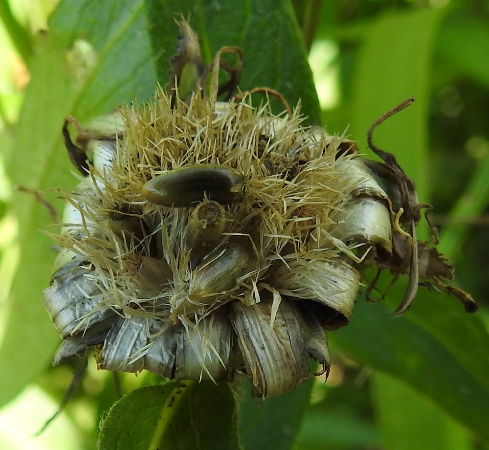 Centaurea montana - vuorikaunokin pohjuspähkylä on pitkulainen, sileä ja useimmiten luunvalkoinen tai vihertävän ruskehtava. Se on kypsänä tavallisesti noin 5-6 mm pitkä ja noin 2-3 mm leveä. Sen kärjessä on valkoisehko, sukasista muodostunut ja noin 1-2 mm pitkä pappus. Kuvassa pähkylöiden tyvellä näkyy suuri joukko sukasiksi jakautuneita kukkien tukisuomuja. EH, Hämeenlinna, Loimalahti, Loimalahdentien laitaruohikko hevosaitauksen kohdalla, vähän ennen Tervaniemeä ja Alajärven uimarantaa, 10.7.2023. Copyright Hannu Kämäräinen.