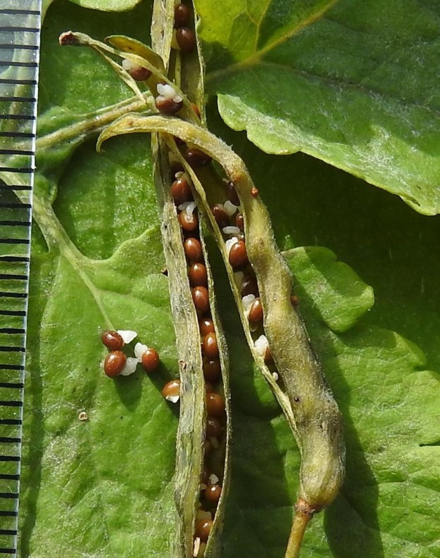 Chelidonium majus - keltamon kota avautuu pitkittäin saumoistaan. Siemenet ovat kypsinä ruskeat, lähinnä pitkulaiset ja niissä on iso, valkoinen ja muurahaislevintää edistävä rasvalisäke eli elaiosomi. Siemenet ovat ilman rasvalisäkettä 1,2-1,8 mm pitkät ja noin 1 mm leveät. EH, Hämeenlinna, Voutila, Myllyoja, Kullervontien laidalta nouseva, rinne, 6.10.2023. Copyright Hannu Kämäräinen.