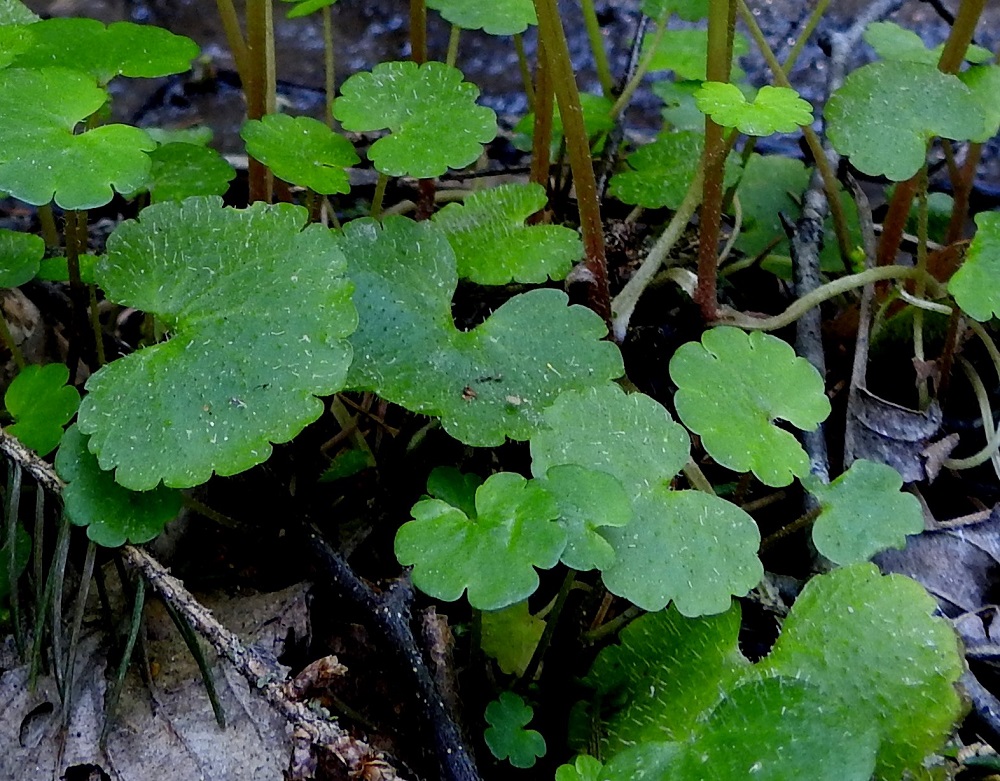 Chrysosplenium alternifolium - kevätlinnunsilmän aluslehtien lapa on pyöreähkö tai munuaismainen ja laidoiltaan leveänyhäinen sekä erityisesti yläpinnaltaan yleensä karvainen. Se on tavallisesti noin 18-35 mm pitkä ja noin 20-40 mm leveä. Sen tyvilovi on syvä ja useimmiten kapea. Lehtiruoti on noin 30-90 mm pitkä. Varren alaosa on karvainen. EH, Hämeenlinna, Luolaja, Hattelmalanjärven rantakuusikko, luonnonsuojelualue, järveen laskevan puron laide, 13.5.2023. Copyright Hannu Kämäräinen.