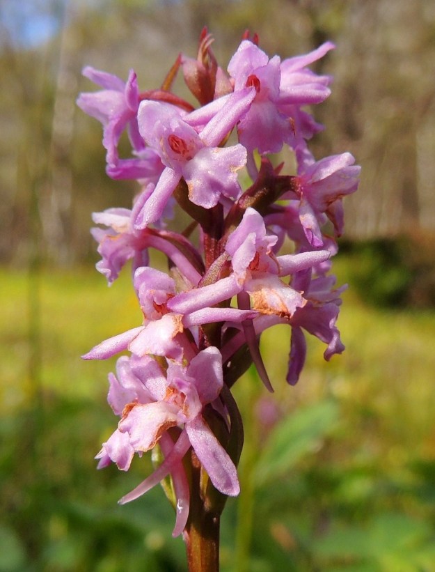 Gymnadenia conopsea subsp. alpina - lettokirkiruohon kukan huulen keskiliuska voi toisinaan olla myös selvästi sivuliuskoja pitempi, kuten kuvan ylälaidan kukassa. Huulessa on kaareva tai suorahko kannus, joka on tavallisesti noin 8-12 mm pitkä ja vain noin 0,5-1 mm paksu. Kirkiruoho ei huijaa pölyttäjiä, sillä alalajien kannuksissa on runsaasti mettä. EnL, Enontekiö, Kilpisjärvi, Saanan kaakkoispään lounainen alarinne, Käsivarrentieltä (tie 21) loivasti Saanaa kohti nouseva tunturikoivikkorinne n. 100 m retkeilyreitin alapuolella, 590 m mpy, 16.7.2013. Copyright Hannu Kämäräinen.