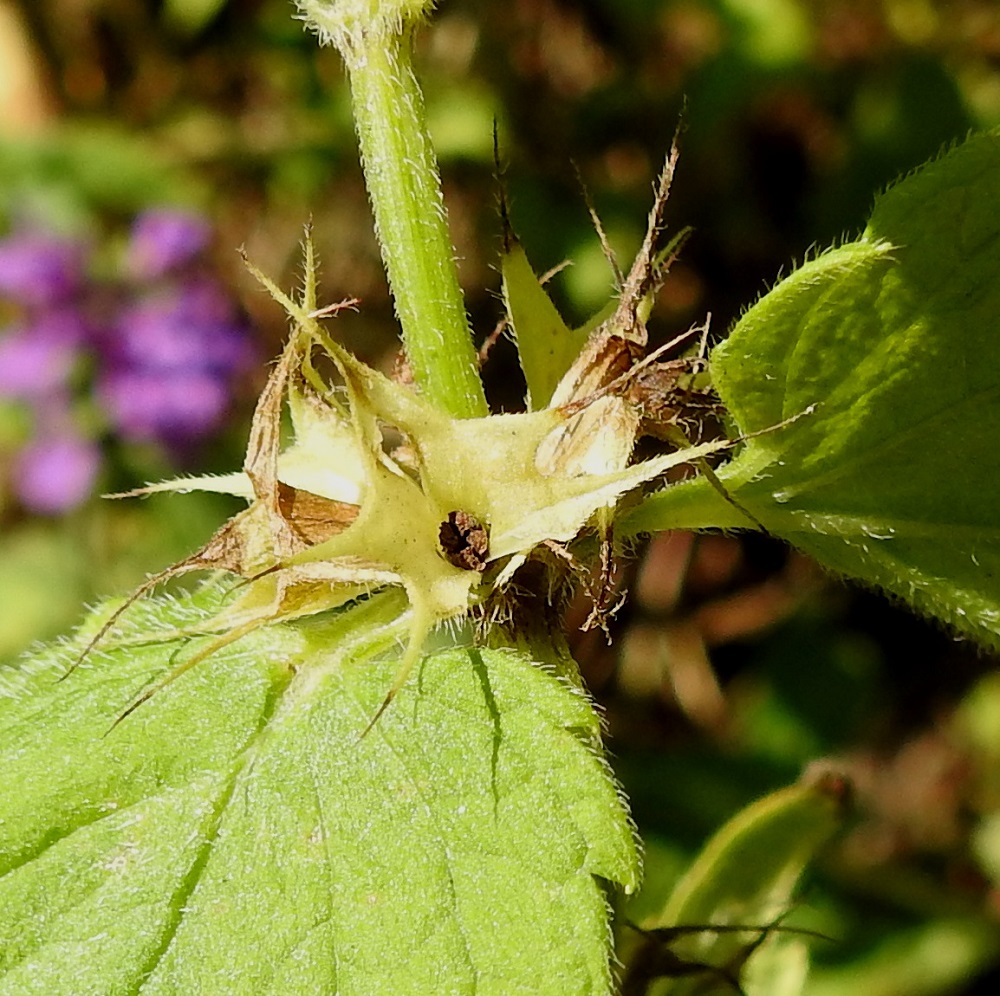 Lamium album - valkopeipin hedelmä on ristikkäisesti nelilohkoinen ja noin 3 mm leveä. Lohkot ovat soukat, tylpän kolmikulmaiset, tyveä kohti kapenevat ja yläpäästään typäkät. Ne ovat kypsinä ruskeat ja noin 3-3,5 mm pitkät. U, Helsinki, Kaarela, Runonlaulajantien laitaoja, 7.7.2023. Copyright Hannu Kämäräinen.