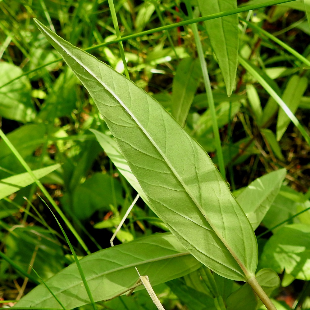 Lysimachia thyrsiflora - terttualven lehtien alapinta on yläpuolta vaaleamman vihreä ja ainakin koholla olevia suoniaan myöten karvainen. EH, Hämeenlinna, Luolaja, Hattelmalanjärven rantaneva lintutornin kohdalla, luonnonsuojelualue, 4.7.2023. Copyright Hannu Kämäräinen.