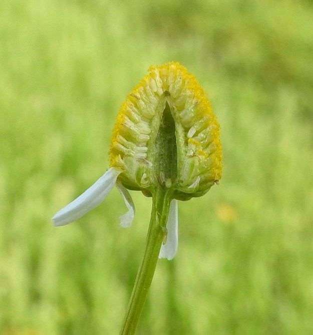 Matricaria chamomilla - kamomillasaunion mykeröpohjus on ontto, kun taas sitä muistuttavalla peltosauniolla, Tripleurospermum inodorum, mykeröpohjus on täyteinen. EH, Hattula, Lepaa, puutarhaoppilaitos, Taimistontien viereinen peltokaista, 24.7.2023. Copyright Hannu Kämäräinen.