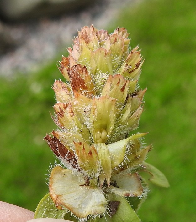 Prunella vulgaris - (aho)niittyhumalan verhiöt sulkeutuvat kukinnan jälkeen ja nelilohkoinen hedelmä kehittyy niiden sisään. Kuvassa avatun verhiön pohjalla näkyvä lohkohedelmä on vielä vaalea ja kypsymätön. EH, Hämeenlinna, Loimalahti, Hirsimäki, Näsiäntien laitaruohikko, 4.7.2023. Copyright Hannu Kämäräinen.