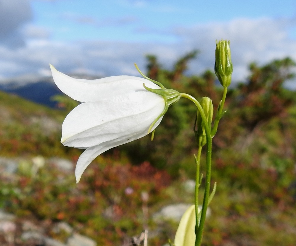 Campanula rotundifolia subsp. groenlandica tunturikissankellon teriön valkoinen väri johtuu perinnöllisestä sinisen väriaineen puuttumisesta. Se heijastuu myös lehtiin, varteen, kukkapohjukseen ja verhiöön, jotka ovat tavallista vaaleamman ja helakamman vihreät. EnL, Enontekiö, Kilpisjärvi, Saanan koillispuolinen tunturikangas, Saanajärven polun varsi, purouoman laitarinne, 615 m mpy, 18.7.2023. Copyright Hannu Kämäräinen.