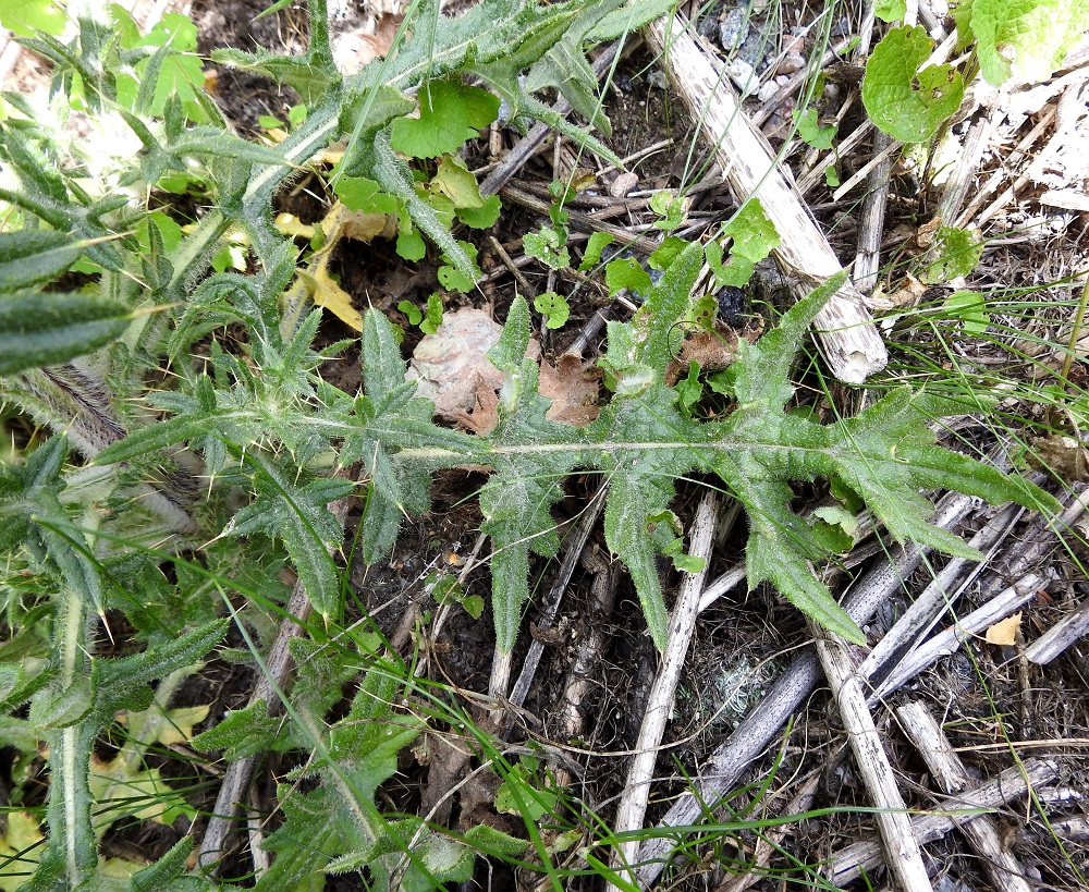 Cirsium vulgare - piikkiohdakkeen ruusuke- ja aluslehdet ovat ruodilliset, parihalkoiset, eri tavoin liuskaiset ja isohampaiset sekä teräväkärkiset. Ne ovat ruotineen tavallisesti noin 15-25 cm pitkät ja leveimmältä kohtaa noin 5-8 cm leveät. U, Helsinki, Laajasalo, Tahvonlahti-merenlahden rantametsikön laide Mellinintien varressa, 25.7.2023. Copyright Hannu Kämäräinen.