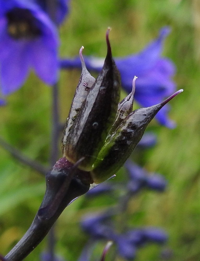 Delphinium elatum - isoritarinkannuksen hedelmät ovat monisiemenisiä, suorahkoja mutta kärjestään ulospäin kaartuvia, palkomaisia ja kaljuja tuppiloita. Niiden kärjessä säilyy otana emin vartalo luotteineen. Tuppiloita on emilehtien lukumäärän mukaisesti useimmiten kolme tai joskus neljäkin yhdessä. Ne ovat yleensä noin 15-20 mm pitkiä ja noin 3-4 mm paksuja. PeP, Pello, Kylävaara, Torniontien (tie E 8) varren ruohikkoalue, 20.7.2023. Copyright Hannu Kämäräinen.