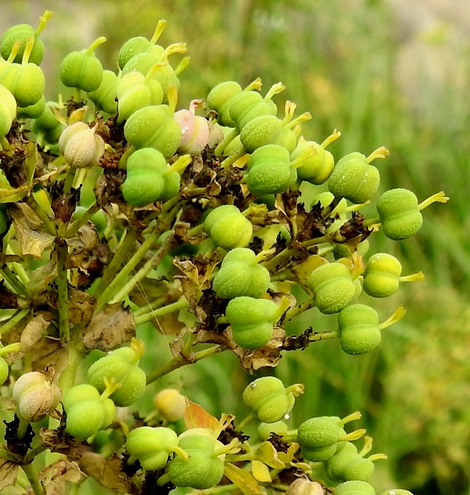 Euphorbia esula - kenttätyräkin emikukkien sikiäin paisuu lähes pallomaiseksi, syvien uurteiden kolmeen lohkoon jakamaksi kodaksi, joka on tavallisesti noin 2,5-3 mm pitkä ja noin 3-4 mm leveä. EH, Hämeenlinna, Sairio, Sairionranta, radanvarsiketo Vanajaveden rannassa, 30.7.2023. Copyright Hannu Kämäräinen.