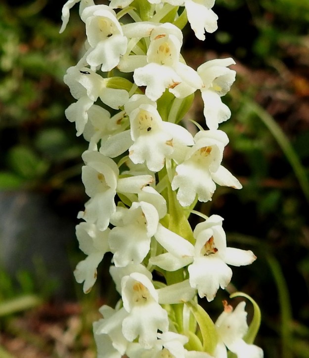 Gymnadenia conopsea subsp. alpina - lettokirkiruohon valkokukintoisessa yksilössä kaikki kehälehdet ja kannus ovat tasaisen valkoisia. Myös kuvan yksilössä huulen keskiliuska on selvästi muita pitempi ja alhaalla oikealla olevassa kukassa jopa kaksiliuskainen. Kukkien keltaiset siitepölymyhkyt ovat vielä paikoillaan. EnL, Enontekiö, Kilpisjärvi, Saanan kaakkoispään lounainen alarinne luonnonsuojelualueen alalaidassa, jyrkähkö tunturiniittyrinne yhtenäisen tunturikoivikon yläpuolella, n. 670 m mpy, 19.7.2023. Copyright Hannu Kämäräinen.