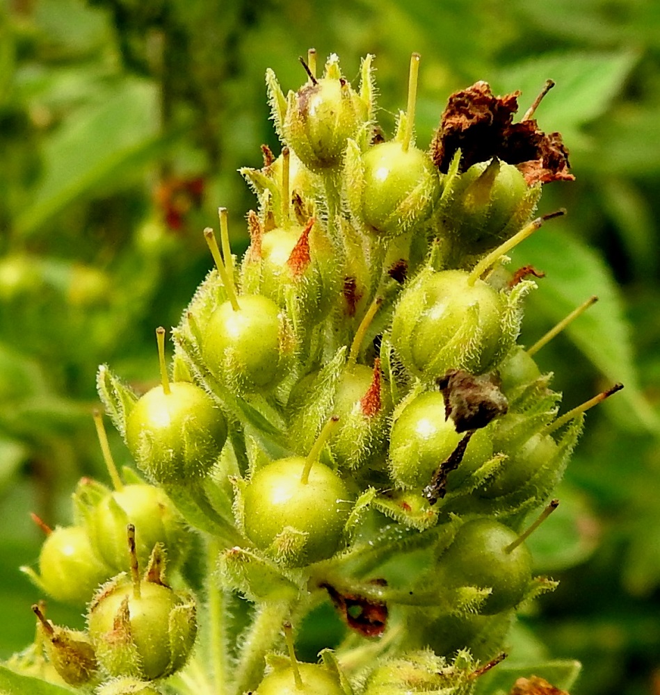 Lysimachia punctata - tarha-alven kota on pallomainen, kellanvihreä tai -ruskehtava ja läpimitaltaan tavallisesti noin 4 mm. Se on verhiötä jonkin verran lyhyempi. Vartalo pysyy aluksi kodan kärjessä, mutta varisee viimeistään, kun kota avautuu kärjestään viisiliuskaisesti. U, Helsinki, Laajasalo, Tahvonlahti-merenlahden rantametsikön laide Mellinintien varressa, 25.7.2023. Copyright Hannu Kämäräinen.