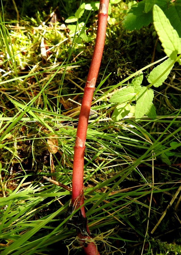 Lysimachia thyrsiflora - terttualven varsi on liereä, alaosan nivelistään juurehtiva ja alempaa kalju sekä ylempää kähärä- ja nystykarvainen. Väri vaihtelee vihreänruskeasta punaruskeaan. Alimmat lehdet ovat pienet ja suomu- tai kalvomaiset ja yleensä noin 0,5-1,5 cm pitkät. EH, Hämeenlinna, Luolaja, Hattelmalanjärven rantaneva lintutornin kohdalla, luonnonsuojelualue, 4.7.2023. Copyright Hannu Kämäräinen.
