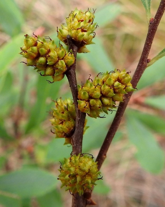 Myrica gale - (saha)suomyrtin eminorkot ovat tavallisesti noin 8-15 mm pitkät ja noin 6-7 mm paksut. Norkossa kehittyvät hedelmät ovat kuivia luumarjoja, jotka ovat noin 1,5-2,5 mm pitkiä ja hieman pituuttaan kapeampia. Niitä ympäröi yleensä kaksi mehevää ja tiheästi keltanystyistä esilehteä. Hedelmävaiheessa vanhat vuosikasvaimet ovat jo kaljuuntuneet. 31.8.2022. Copyright Hannu Kämäräinen.