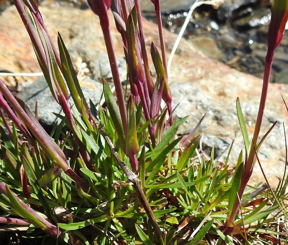 Viscaria alpina var. alpina - kalliopikkutervakon varsilehdet ovat ruodittomat, tyvestä lyhyesti yhteenkasvaneet ja ehytlaitaiset sekä lähes tasasoukat tai suikeat ja lyhytsuippuisen teräväkärkiset, Pituutta niillä on tavallisesti noin 1-4 cm ja leveyttä leveimmältä kohtaa noin 1-5 mm. Selvänä erona mäkitervakkoon, V. vulgaris, kukkavarret eivät ole tahmeita lehtiparien eli nivelten alapuolelta. Norja, Tr, Kåfjord, Birtavarresta lähtevän Guolásveienin loppupäässä haarautuvan Haltiantien alapuoli, tunturipaljakka, Guolasjärveen laskevan purouoman ympäristö, n. 800 m mpy, 17.7.2023. Copyright Hannu Kämäräinen.