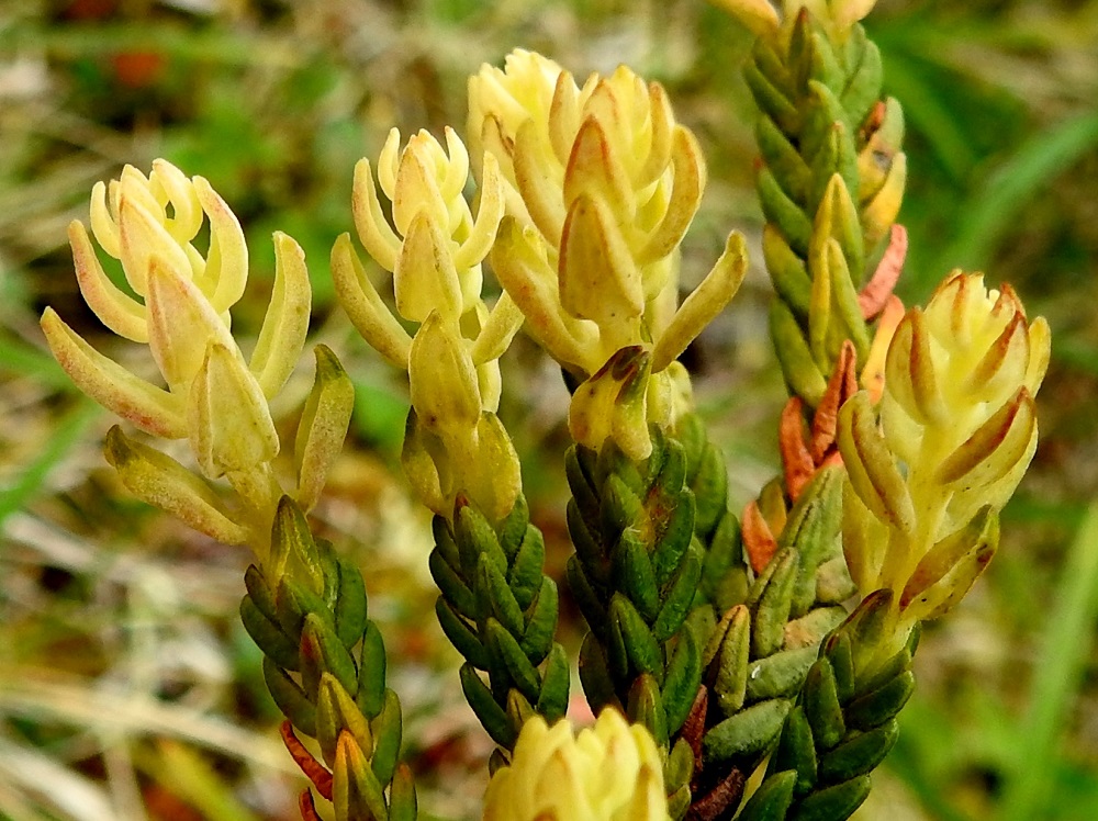 Cassiope tetragona - (tunturi)liekovarpion kärkiversoissa loisii siellä täällä helposti havaittava loissieni, liekovarpionpöhö, Exobasidium cassiopes. Aluksi se on keltainen tai lähes valkoinen ja muuttuu myöhemmin yleensä aivan punaiseksi. Sieni ei tapa kasvustoa, mutta tuhoaa versojen vuosikasvun. EnL, Enontekiö, Kilpisjärvi, Saanan jyrkkä koillisrinne Saanajärven luoteispään tasalla, 795-800 m mpy, 18.7.2023. Copyright Hannu Kämäräinen.