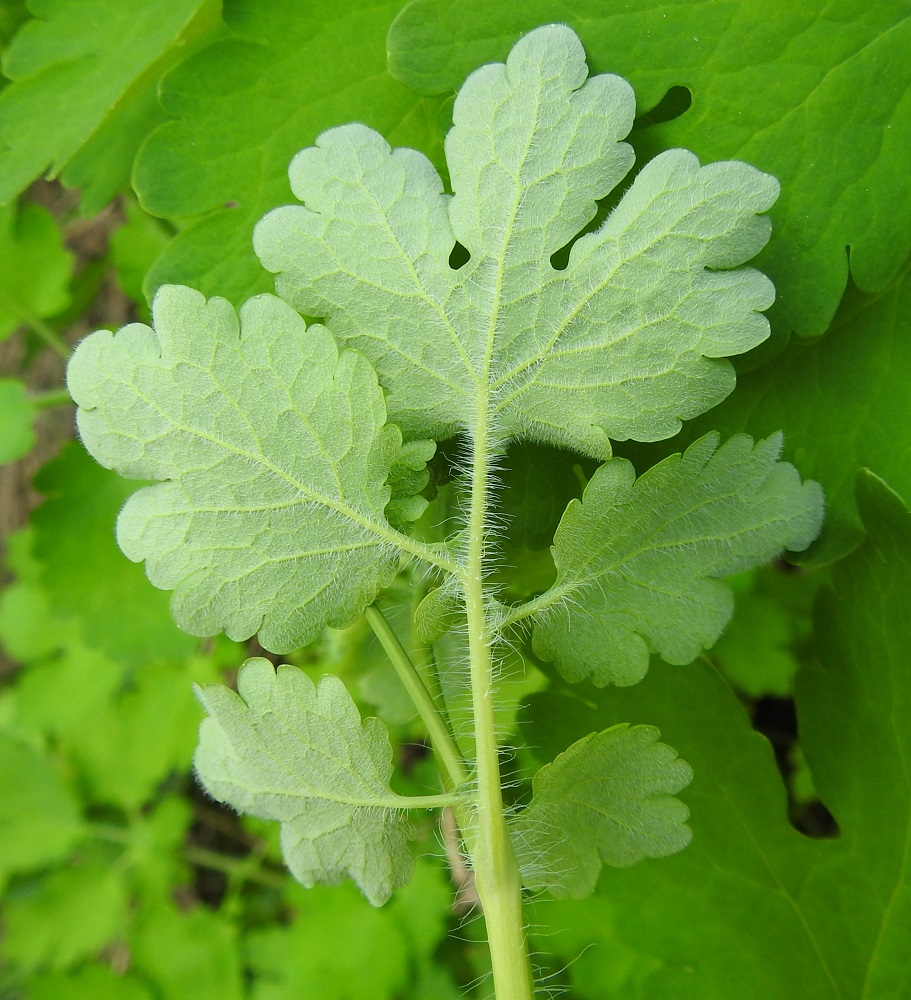 Chelidonium majus - keltamon lehtilavan lehdykät ovat alta sini- tai harmaanvihreät ja suonista siirottavakarvaiset. Aika usein suonien välissä on myös lyhyempää karvoitusta. EH, Hämeenlinna, Voutila, Myllyoja, Kullervontien laidalta nouseva, rinne, 3.6.2023. Copyright Hannu Kämäräinen.