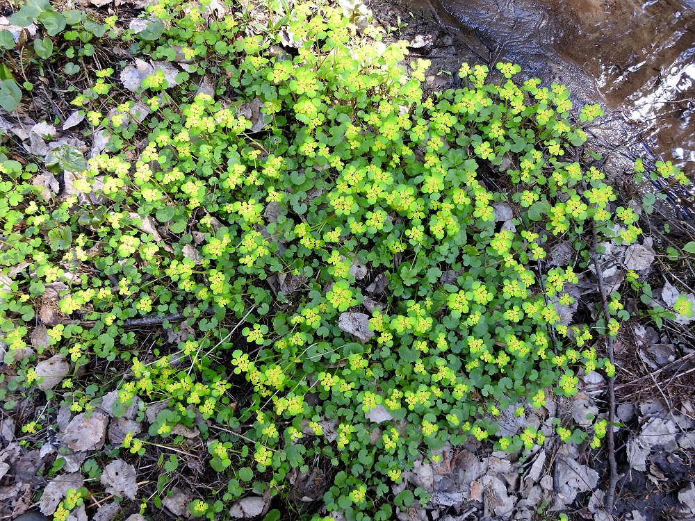 Chrysosplenium alternifolium - kevätlinnunsilmän juurakko on lyhyt mutta pitkärönsyinen. Rönsyt ovat maansisäisiä ja synnyttävät tiheitä sekä laajahkojakin kasvustolaikkuja. Laji on alkuperäinen Suomessa, ja sen painopiste on Varsinais-Suomen, Uudenmaan, Satakunnan ja Etelä-Hämeen eliömaakunnissa. Lisäksi sitä esiintyy harvinaisena myös idempänä ja pohjoisempana. EH, Hämeenlinna, Luolaja, Hattelmalanjärven rantakuusikko, luonnonsuojelualue, järveen laskevan puron laide, 13.5.2023. Copyright Hannu Kämäräinen.