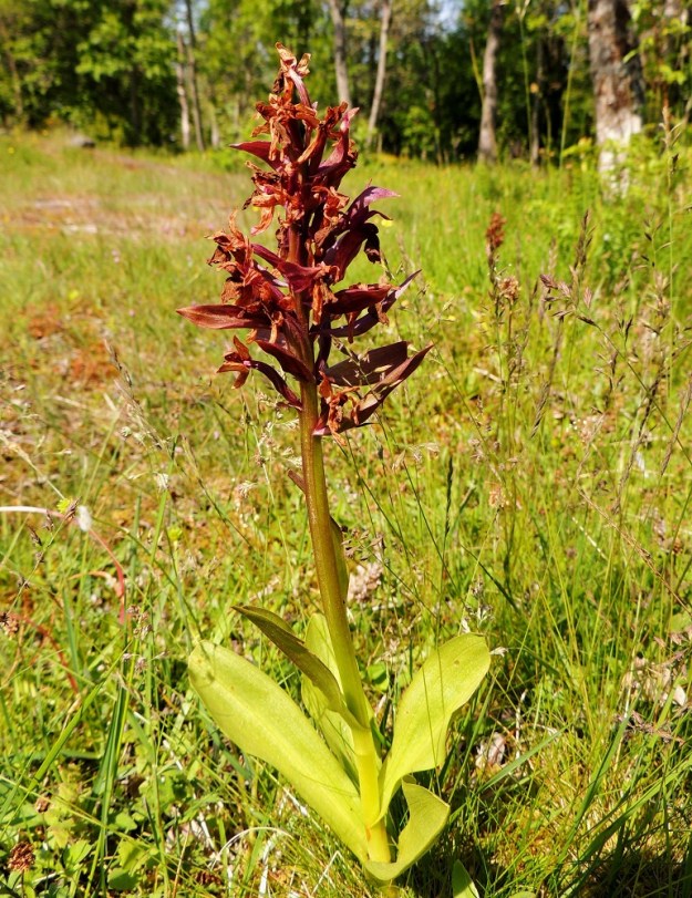 Dactylorhiza sambucina - seljakämmekän medettömien kukkien pölytystulos on huono ja usein hedelmykset jäävät kokonaan kehittymättä. Yleensä noin 12-18 mm pitkät ja siitepölyä vaille jääneet sikiäimet kuihtuvat kukkien mukana paikoilleen. A, Lemland, Nåtö, luonnonsuojelualueen pohjoisosa Norrbackan tasalla, kallioinen keto, 11.6.2014. Copyright Hannu Kämäräinen.