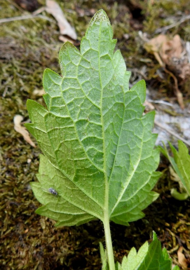 Lamium album - valkopeipin lehtilapa on pääsuoniltaan sulkasuoninen ja muuten verkkosuoninen. Alapuoli on yleensä yläpuolta vaaleamman vihreä ja sen suonet ovat koholla. Lehden molemmat puolet ovat lyhytkarvaiset. Lavan laita on isohampainen. U, Helsinki, Kaarela, Håkansberg, aikoinaan linnoitettu kalliomäki, Runonlaulajantieltä nouseva kalliorinne, 9.6.2023. Copyright Hannu Kämäräinen.