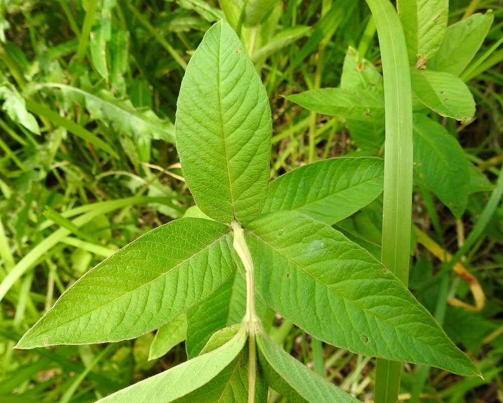 Lysimachia vulgaris - ranta-alven lehtilavan muoto vaihtelee soikeahkosta puikeaan ja suikeahkoon. Se on lyhyesti tai pitemmästi suippokärkinen jatavallisesti noin 5-10 cm pitkä sekä leveimmältä kohtaa noin 1,5-3 cm leveä. EH, Hämeenlinna, Keinusaari, Vanajaveden ranta Varikonniemen tyvellä, 10.7.2023. Copyright Hannu Kämäräinen.