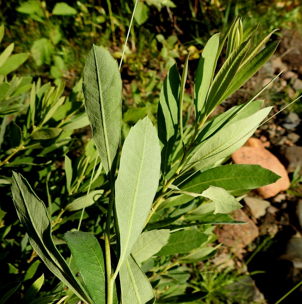 Myrica gale - (saha)suomyrtin lehdet ovat oksissa kierteisesti. Lehtilapa on päältä vihreä tai tummanvihreä ja alta vaaleanvihreä tai harmaanvihreä. Lehtilaita on hieman alaspäin kiertynyt. Osa lehdistä on ainakin aluksi ehytlaitaisia. Valtaosassa kärkipuoli on kuitenkin terävähampainen. Lehtiruoti on noin 1-3 mm pitkä. OP, Oulu, Haukipudas, Kurtinhauta, kalasataman lounaispuolen merenranta, 15.7.2023. Copyright Hannu Kämäräinen.
