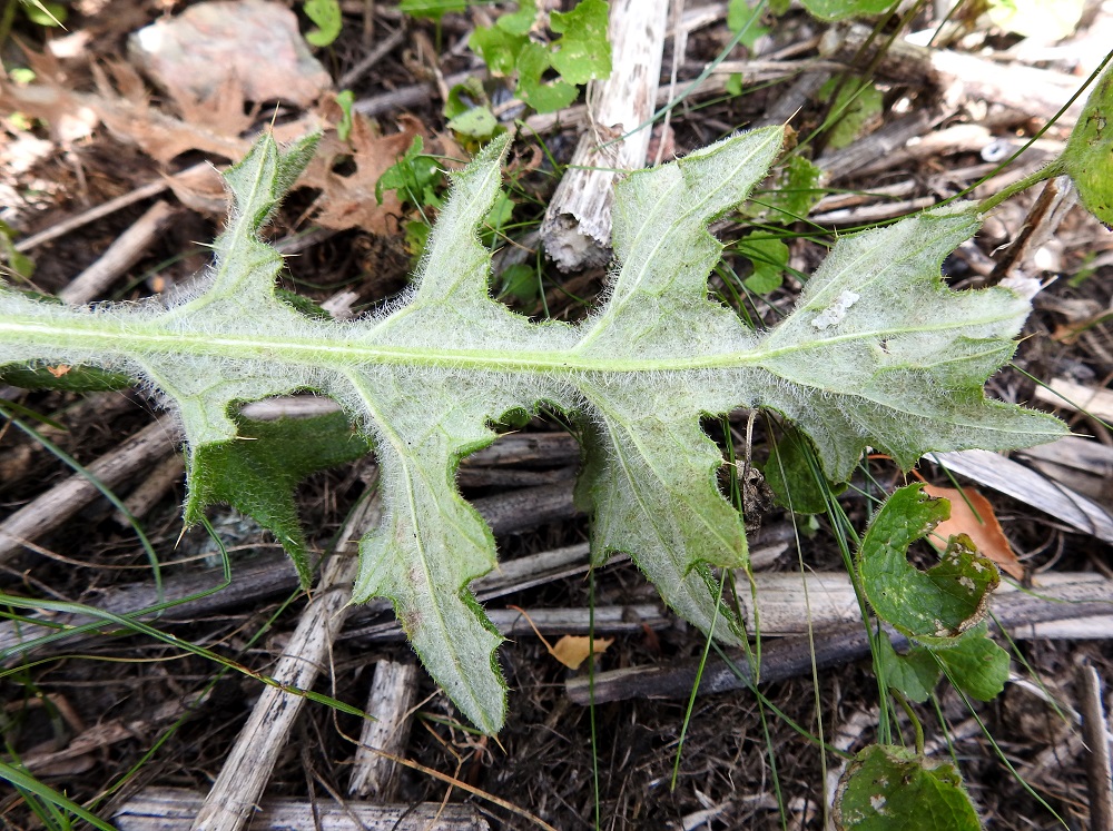 Cirsium vulgare - piikkiohdakkeen lehtien alapinta on tiheästi harmaan huopakarvainen. Karvoitus on pisintä suonissa. Aluslehtien ruoti on leveähkösti siipipalteinen. U, Helsinki, Laajasalo, Tahvonlahti-merenlahden rantametsikön laide Mellinintien varressa, 25.7.2023. Copyright Hannu Kämäräinen.