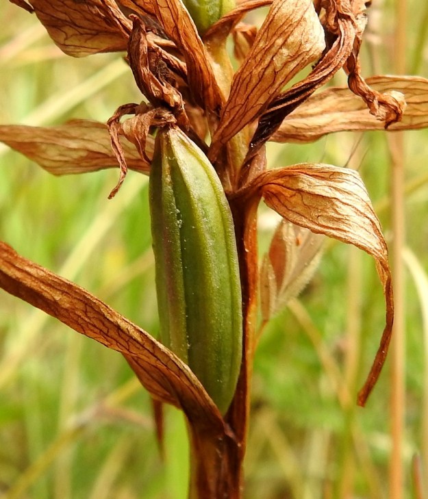 Dactylorhiza sambucina - seljakämmekän kota paisuu sikiäimestä. Valmis kota on pysty, lieriömäinen mutta päistään suippeneva ja vahvasuoninen. Se on yleensä noin 15-20 mm pitkä ja noin 5-7 mm leveä. Kota avautuu suonien vierestä. Siementuotanto on runsasta ja lähes pölymäisen pienet siemenet leviävät tuulen mukana. Kuvan oikeassa yläkulmassa näkyy kierteinen ja paikalleen kuivunut, hedelmöitymätön sikiäin. Ahvenanmaalla tehtyjen maastotutkimusten mukaan vain noin 10 % kukista kehittyi hedelmäksi asti. A, Lemland, Nåtö, biologisen aseman päärakennuksen länsipuolinen kallioketoalue lähellä rantaa, 22.6.2023. Copyright Hannu Kämäräinen.
