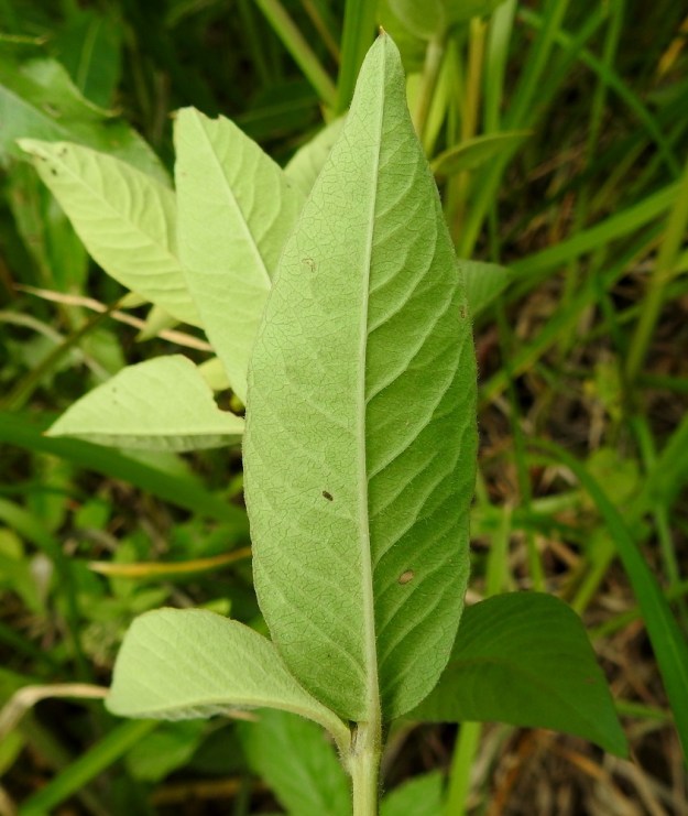 Lysimachia vulgaris - ranta-alven lehtiruoti on yleensä vain noin 2-6 mm pitkä. Lapa on alta yläpintaa vaaleamman vihreä ja karvaisempi. EH, Hämeenlinna, Keinusaari, Vanajaveden ranta Varikonniemen tyvellä, 10.7.2023. Copyright Hannu Kämäräinen.