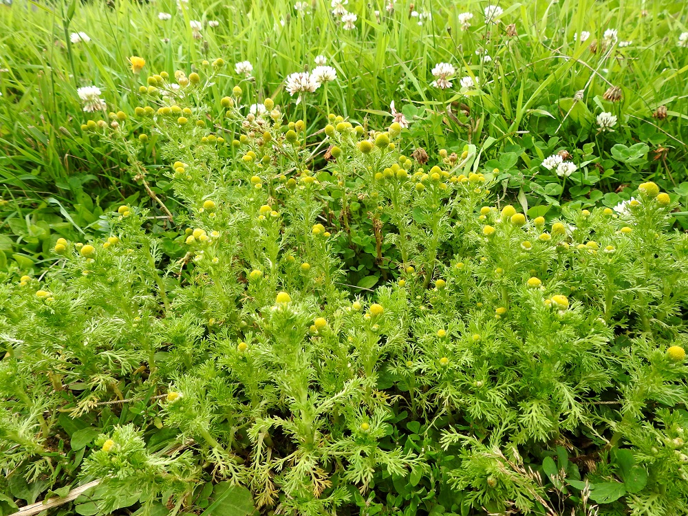 Matricaria discoidea - pihasaunio on yksivuotinen. Sen pähkylätuotanto on valtaisa. Yhdestä kookkaasta yksilöstä voi maaperään kylväytyä jopa 5 000 pähkylää. Jos maaperä pysyy riittävän avoimena tai kulutettuna, pihasaunion menestys on taattu. EH, Hämeenlinna, Loimalahti, Sampo, Sammonsuontien koillispuolella oleva kesantopeltoalue 26.7.2023. Copyright Hannu Kämäräinen.