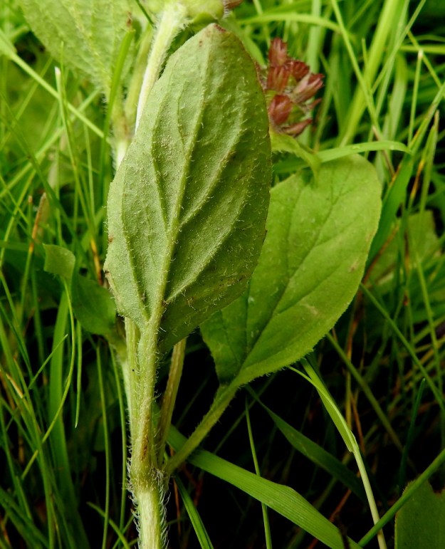 Prunella vulgaris - (aho)niittyhumalan lehtilapa on molemmin puolin vihreä tai vaaleahkon vihreä ja vaihtelevasti karvainen. EH, Hämeenlinna, Loimalahti, Hirsimäki, Näsiäntien laitaruohikko, 4.7.2023. Copyright Hannu Kämäräinen.