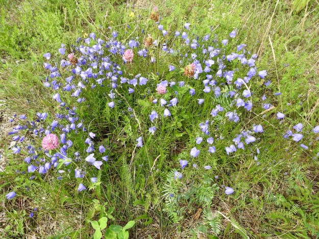 Campanula rotundifolia subsp. rotundifolia - niittykissankellon kasvupaikkoina ovat lähinnä niityt, kedot, kalliot, pientareet, tienvarret ja joutomaat. Se voi lyhyillä maarönsyillään levittäytyä tiheiksikin kasvustolaikuiksi. EH, Hämeenlinna, Sairio, Sairionranta, radanvarsiketo Vanajaveden rannassa, 30.7.2023. Copyright Hannu Kämäräinen.