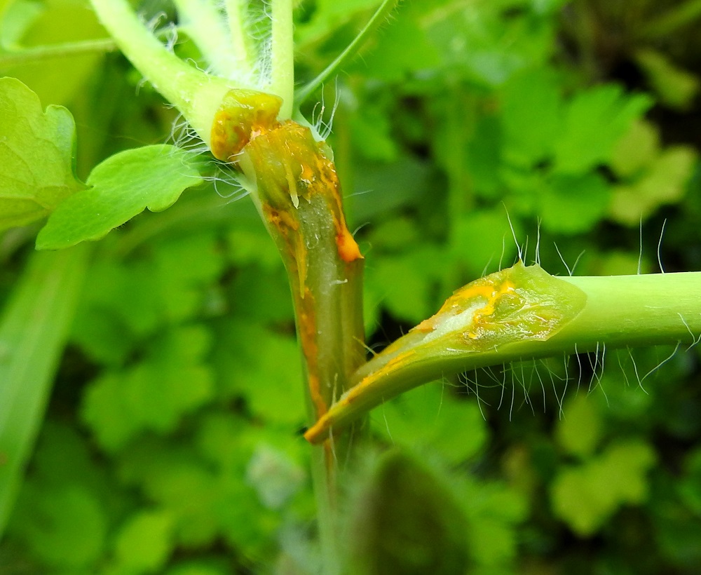 Chelidonium majus - keltamo on vanha rohdoskasvi, jonka kaikki osat ovat myrkyllisiä. Vahingoittuneista osista purkautuva, punertavan keltainen maitiaisneste voi aiheuttaa kosketusihottumaa. EH, Hämeenlinna, Voutila, Myllyoja, Kullervontien laidalta nouseva, rinne, 3.6.2023. Copyright Hannu Kämäräinen.