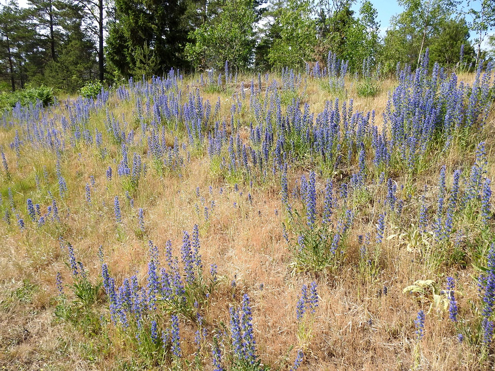Echium vulgare - (kylä)neidonkieli voi runsaan siementuotantonsa avulla levitä laajoiksikin kasvustovyöhykkeiksi teiden ja ratojen laiteille. A, Lemland, Rörstorp, Lemlandsvägenin laitarinne noin 500 m Mönbackavägenin risteyksestä länteen, 19.6.2023. Copyright Hannu Kämäräinen.