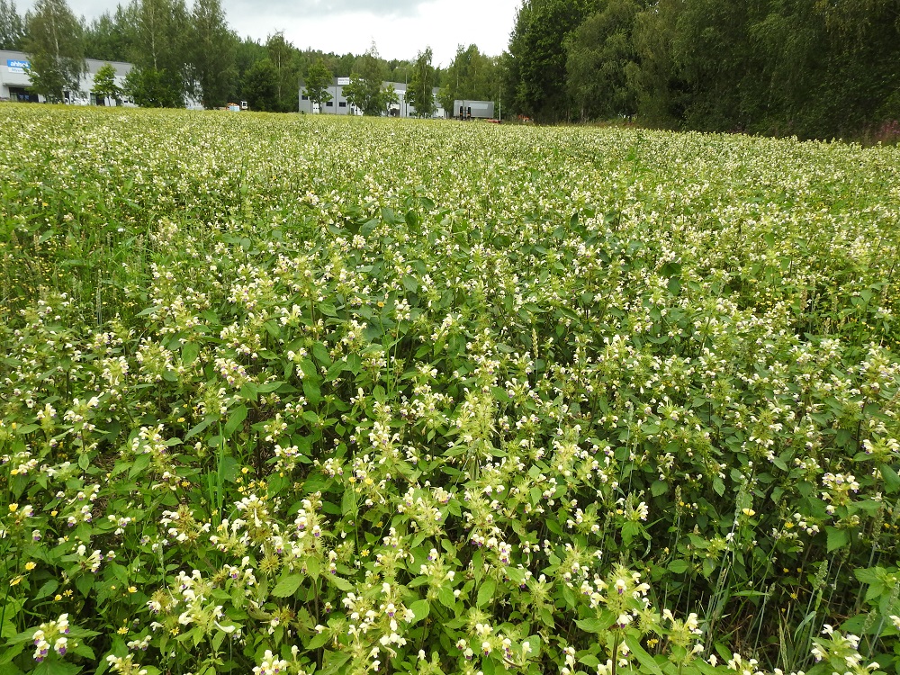 Galeopsis speciosa - kirjopillikkeen hedelmysten tuotanto on runsas. Yksi kookas ja haarova yksilö voi tuottaa jopa 600 hedelmälohkoa. Lähelle tippuvat ja sinkoilevat lohkot synnyttävät usein tiheitä ja vuosi vuodelta laajenevia kasvustoja, mikäli kasvupohja ei nurmetu umpeen. Kuvassa on hieman yli puolen hehtaarin yhtenäinen, tiheä kasvusto kuin kirjopillikettä olisi tarkoituksella viljelty ja luvassa olisi huippusato. EH, Hämeenlinna, Kirstula, Pikku-Parolantien ja Kiltintien kulmauksessa oleva Kiltin tilan kesantopelto, 1.8.2023. Copyright Hannu Kämäräinen.