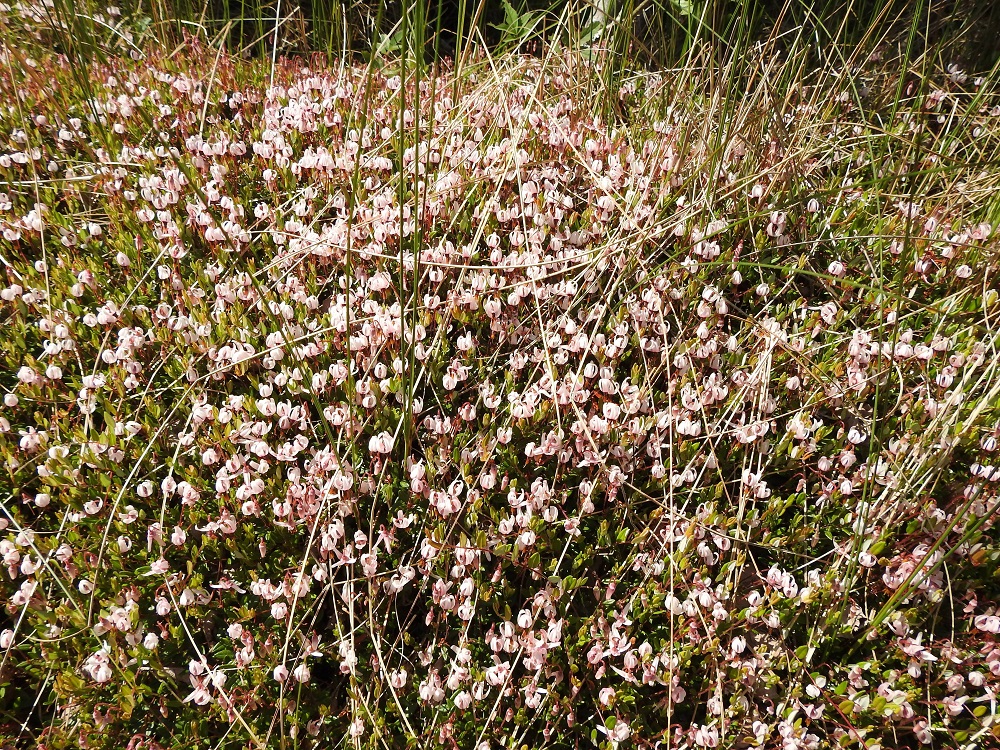 Vaccinium oxycoccos - isokarpalon kasvustot voivat parhaimmillaan olla laajat, tiheät ja hyvin runsaskukkaiset. A, Eckerö, Storby, Berghamnin sataman itäpuolella olevan pienen lammen rantaneva, luonnonsuojelualue, 21.6.2023. Copyright Hannu Kämäräinen.