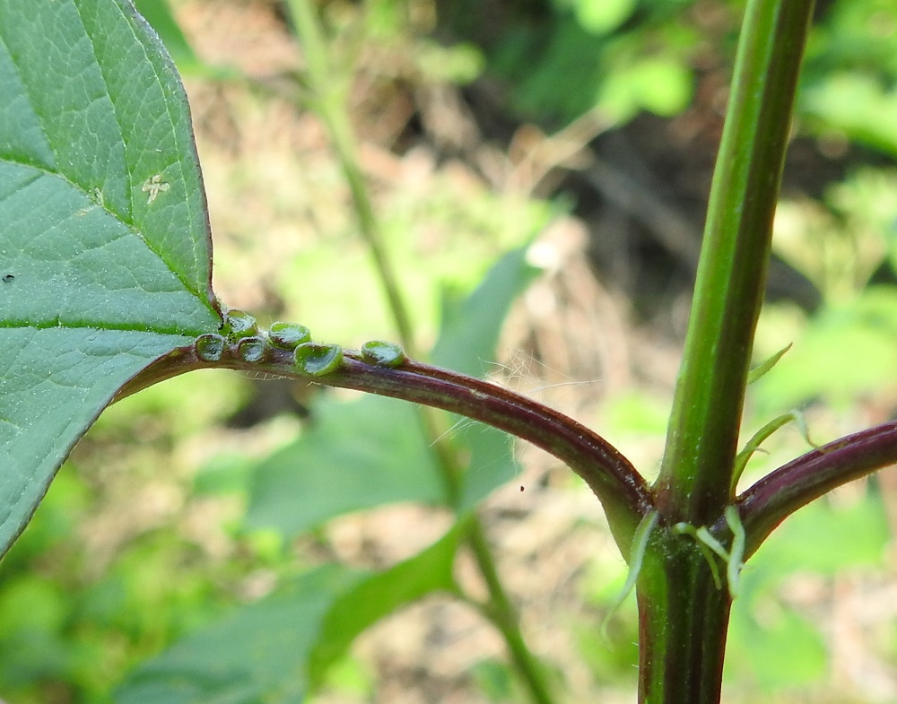 Viburnum opulus - koiranheiden lehtiruodin kärkiosassa on muutamia kiekkomaisia, vihreitä mesiäisnystyjä. Ruodin tyvellä on kaksi rihmamaisen kapeaa korvaketta, jotka ovat yleensä noin 3-10 mm pitkät. EH, Hämeenlinna, Pullerinmäki, Viisari, Kahtoilammen pohjoispuolinen rantametsikkö, 16.6.2023. Copyright Hannu Kämäräinen.