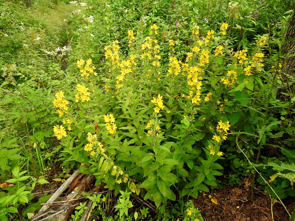 Lysimachia punctata - tarha-alven karkulaiskasvustot ovat yleensä suppeita ja vähävartisia. Sen juuristo kasvattaa enintään vain lyhyitä maavarsia toisin kuin ranta-alven, L. vulgaris, juuristo. Kasvustot voivat kuitenkin olla pitkäikäisiä, jos saavat olla rauhassa. Niinpä vähittäinen ja lyhytvälinen rönsyäminen voi vuosien saatossa synnyttää vähän laajempiakin ja tiheitä kasvustoja. Varret ovat pystyt ja kukintoon saakka haarattomat sekä tavallisesti noin 30-100 cm korkeat. EH, Hämeenlinna, Voutila, Nummi, Leinun peltoalueen koillispuoli, Myllyojasta itään haarautuvan, metsänreunassa kulkevan ojan laide, 26.7.2023. Kuva Hannu Kämäräinen.. Copyright Hannu Kämäräinen.