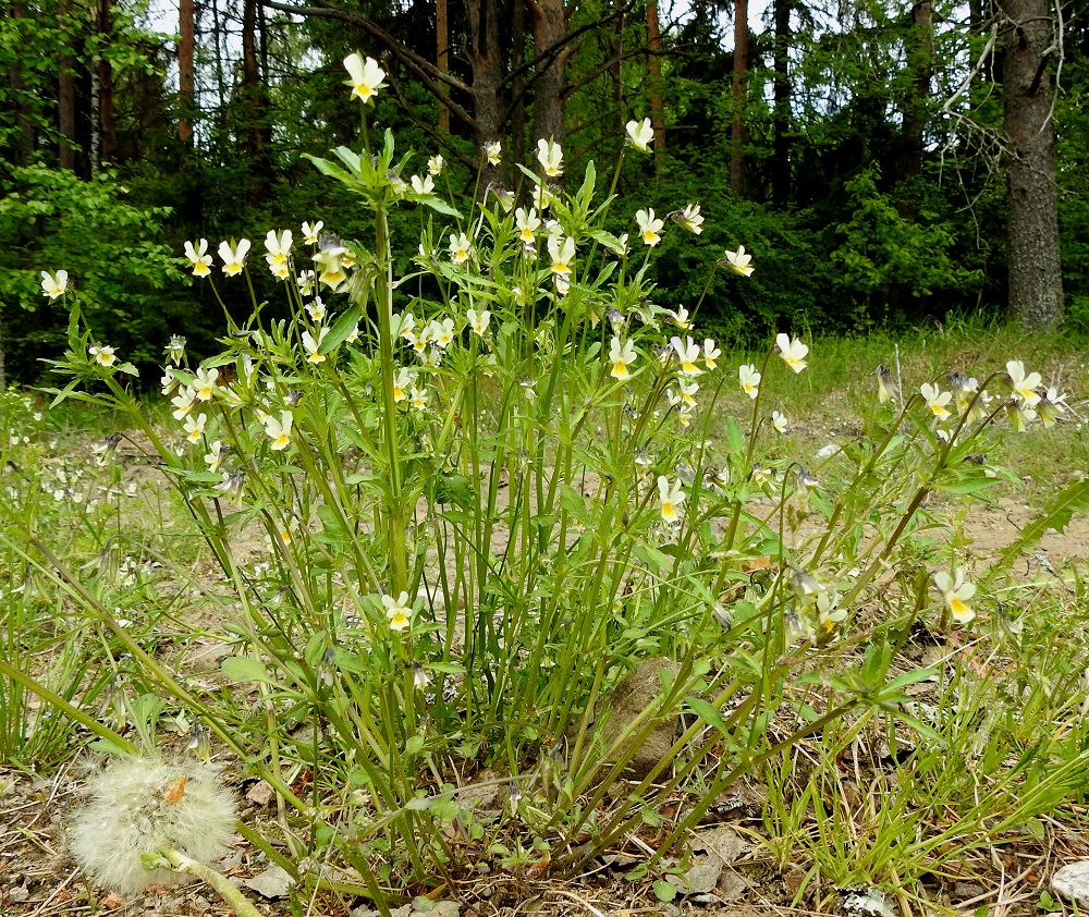 Viola arvensis - pelto-orvokki on yksivuotinen ja tavallisesti noin 10-40 cm korkea. Se on pysty ja haaraton tai tyveltä kohenevasti haarova. Varret kasvavat usein tiiviinä ryhminä. EH, Janakkala, Harviala, Alikartanontien ja Harvialan kartanoon vievän tilustien kulmauksessa oleva kesantopelto, 3.6.2023. Copyright Hannu Kämäräinen.